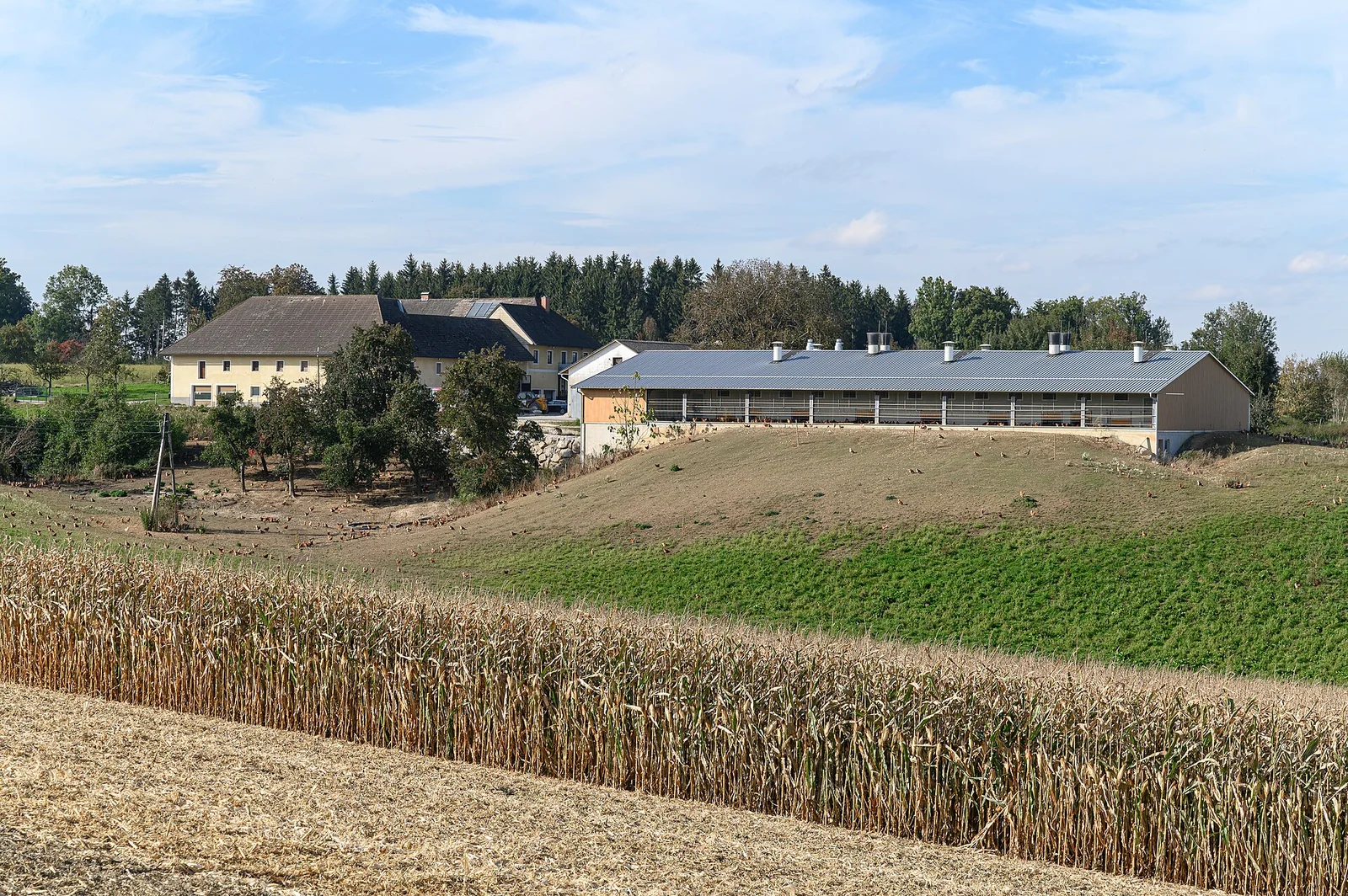 Freilaufende Hühner auf einem europäischen Landwirtschaftsbetrieb